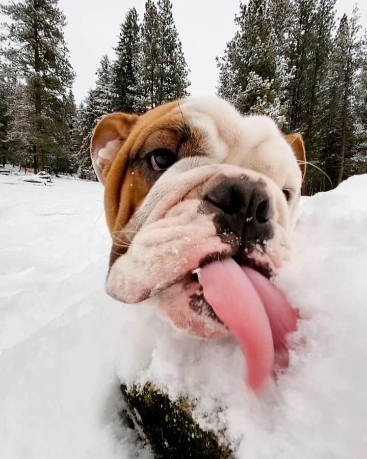 Cubby Grahamのインスタグラム：「Snow glad I finally got to meet my nephew, @jimthebulldog 😝」