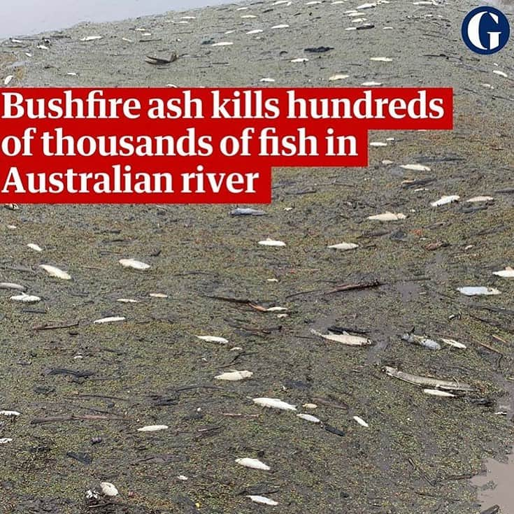 レオナルド・ディカプリオさんのインスタグラム写真 - (レオナルド・ディカプリオInstagram)「From The @Guardian: Native Australian fish are the most recent victims of the country's bushfires.  Since last month, hundreds of thousands of fish have suffocated as ash and sludge from the bushfires have fallen into the Macleay River, New South Wales.  Freshwater ecologist Prof Lee Baumgartner said it is likely to have an impact for decades, with Australian bass, freshwater mullet and eel-tailed catfish hit hardest.」1月26日 3時23分 - leonardodicaprio