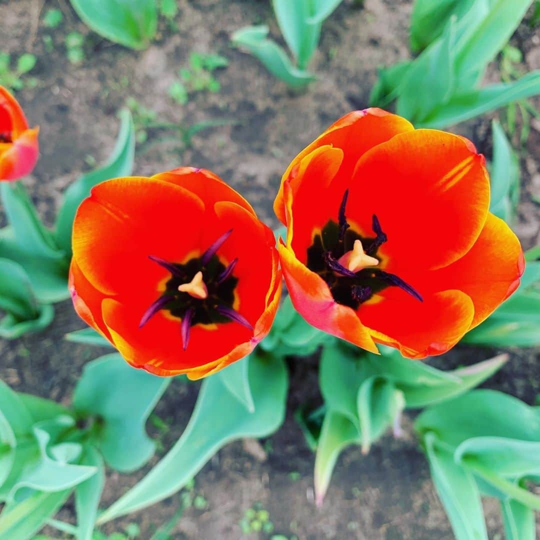 マット・プロコプのインスタグラム：「Tiptoeing through the tulips with the boo. #texastulips」