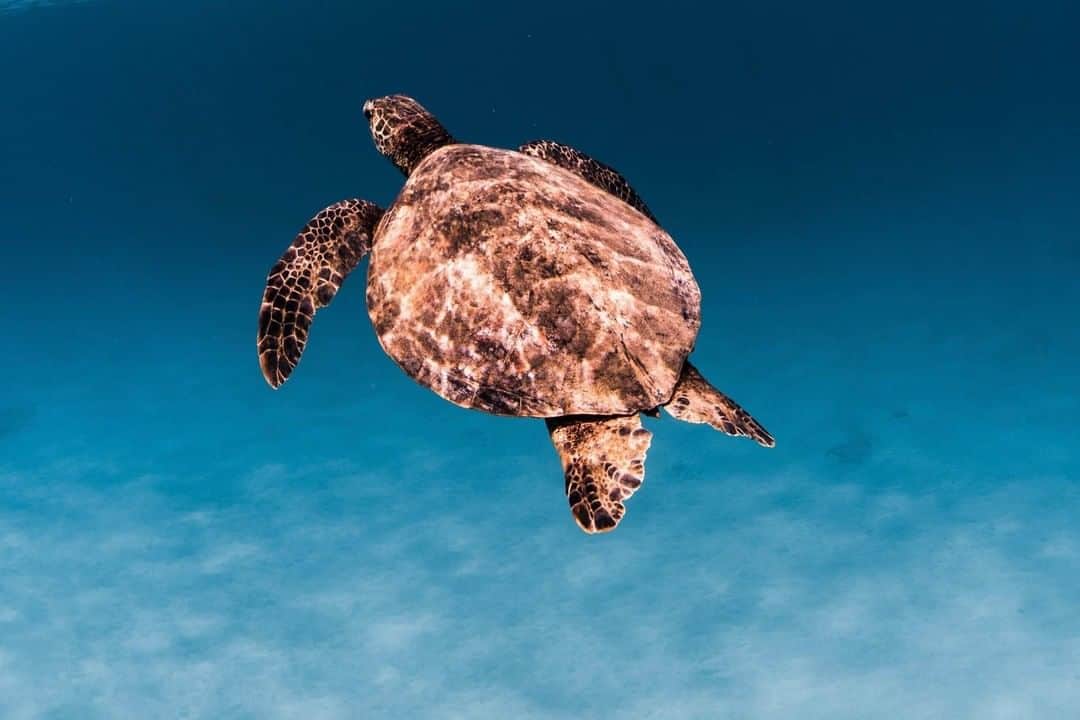 ハワイアン航空さんのインスタグラム写真 - (ハワイアン航空Instagram)「Turtley in love 🐢💓 📸 @Rjwphoto」1月26日 5時30分 - hawaiianairlines