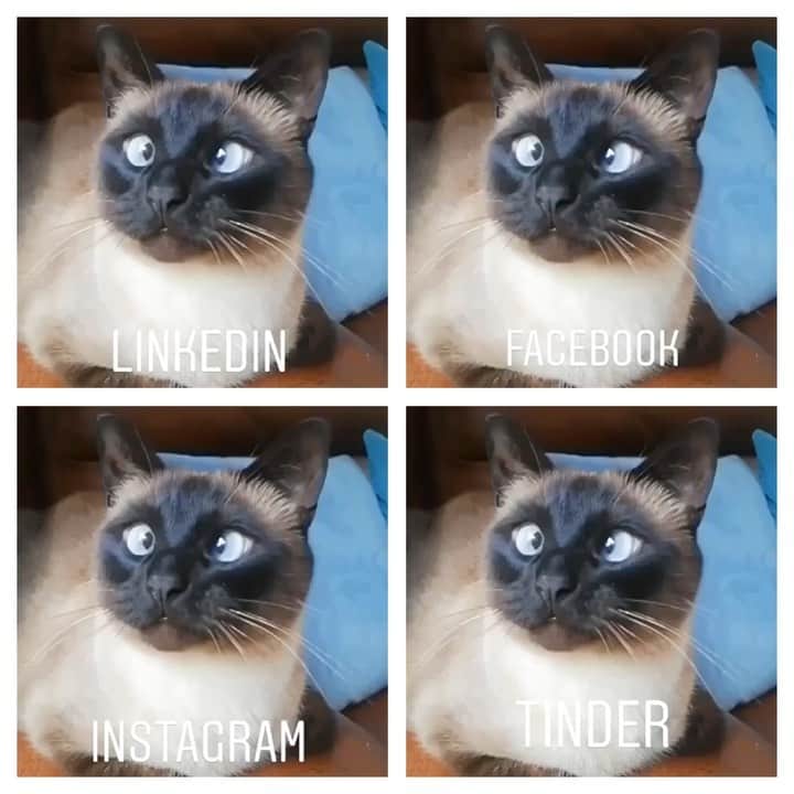 のインスタグラム：「🦷」