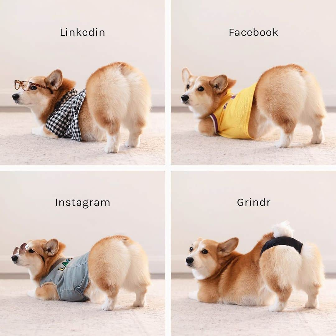 Geordi La Corgiさんのインスタグラム写真 - (Geordi La CorgiInstagram)「Get you a butt modeling corgo who can do it all. #dollypartonchallenge 🍑」1月26日 5時33分 - lacorgi