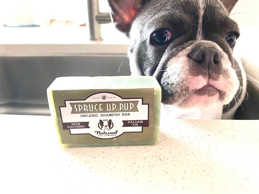 Regeneratti&Oliveira Kennelさんのインスタグラム写真 - (Regeneratti&Oliveira KennelInstagram)「Soothe your dog’s dry, itchy skin with this all-natural Spruce Up Pup shampoo bar from @naturaldogcompany. It has natural antifungal, antibacterial, and anti-inflammatory properties that will help treat infection, soothe the skin and calm the irritation. Pairs pawfectly with #SkinSoother for spot treatments. . ⭐ Save 20% off @naturaldogcompany with code JMARCOZ at NaturalDog.com | worldwide shipping | ad 📷: @oswaltandneo . . . . . . #naturaldogcompany #frenchbulldog #frenchie #bulldog #bulldoguefrances」1月26日 6時11分 - jmarcoz