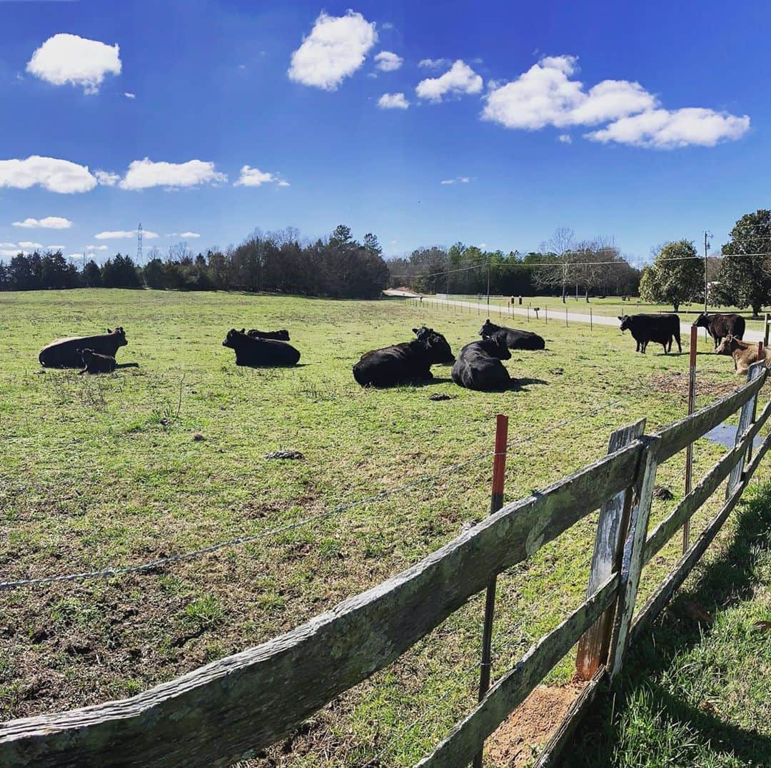 ティモシー・ドレンスキーのインスタグラム：「Hey girls. 🐮 🌤」