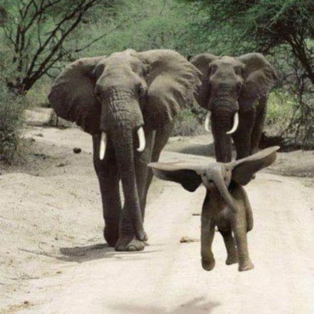 Baby Animalsさんのインスタグラム写真 - (Baby AnimalsInstagram)「Baby elephant jumps for joy! Tag an elephant lover ☺️」1月26日 7時32分 - thebabyanimals