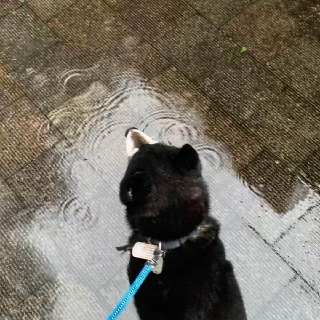 くろさんのインスタグラム写真 - (くろInstagram)「雨んぽ☔️ #雨でも裸族 #雨んぽ #rainyday #kuroshiba #blackshiba #shibainu #shibastagram #instadog #dogstagram #柴犬 #黒柴 #黑柴 #日本犬 #和犬 #シニア犬 #癒し犬 #いぬら部 #ふわもこ部 #柴犬部 #モフモフ生命体 #柴犬のいる暮らし #柴犬のいる生活 #柴犬と一緒 #わんこのいる暮らし #わんこのいる生活 #わんこと一緒 #わんダフォ #わんだふるJapan #雨んぽ」1月26日 7時26分 - m6bmw