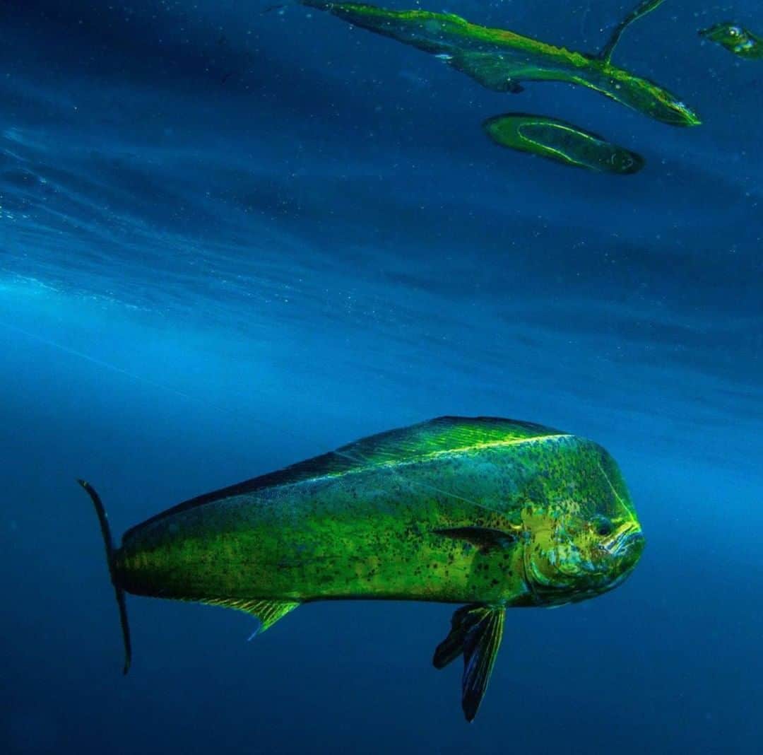 Costa Sunglassesのインスタグラム：「Bull roundup. 📷: @sport_fish_gallery #SeeWhatsOutThere #BornOnTheWater」