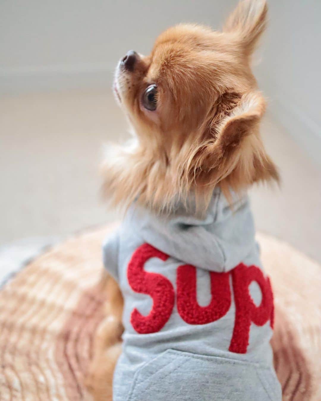 kayoのインスタグラム：「* * かわいい☺️❤️ * * @urbandogtokyo  Supreme Logo  ノースリーフーディー * * kulio❤️ * * #urbandogtokyo #chihuahua#chihuahualove#dogstgram#dog#instadog#チワワ#チワワ大好き * *」