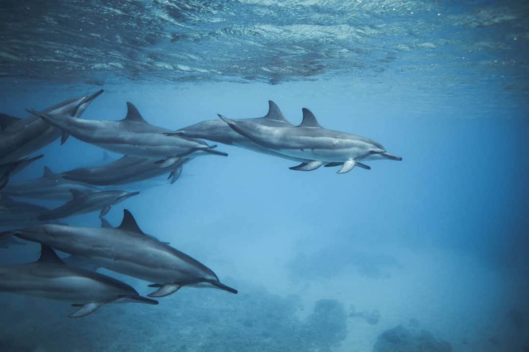 And Youさんのインスタグラム写真 - (And YouInstagram)「Dolphins are free spirits. Scientists discovered that dolphins can move freely to different pods that are in their vicinity. This type of social network is flat and open, and scientists found no evidence of a rigid, closed or semi-closed structure, so dolphins do not have permanent “membership” in any pod. ​. ​. ​. ​. ​. ​. ​. ​. ​. ​. ​. ​. ​. ​. ​#dolphins #hawaiivacation #swim #fins #sea # #beach #ocean #adventure #vacation #holiday #beachlife #water #paradise #waves #tropical #island」1月26日 8時17分 - dolphinsandyou