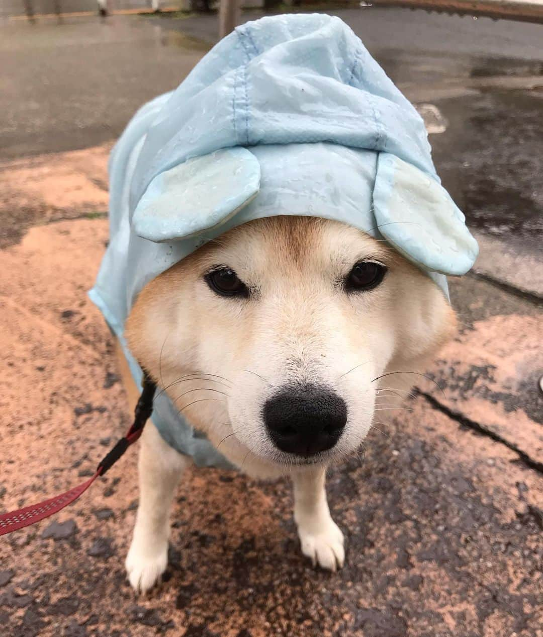 柴犬のモモさんのインスタグラム写真 - (柴犬のモモInstagram)「おはようございます。雨んぽでした。雨んぽ後はテンション爆上げ大暴れなモモさん #いぬ #イヌ #犬 #柴犬 #赤柴 #日本犬 #犬バカ部 #ふわもこ部 #いぬら部 #癒しわんこ #柴犬マニア #犬のいる暮らし #口角キュキュッと部 #shiba #shibainu #shibadog #dogstagram #dogsofinstagram #shibastagram #shibasofinstagram #shibamania #inu #instadog #toyota_dog」1月26日 9時25分 - shi_ba_i_nu_momo