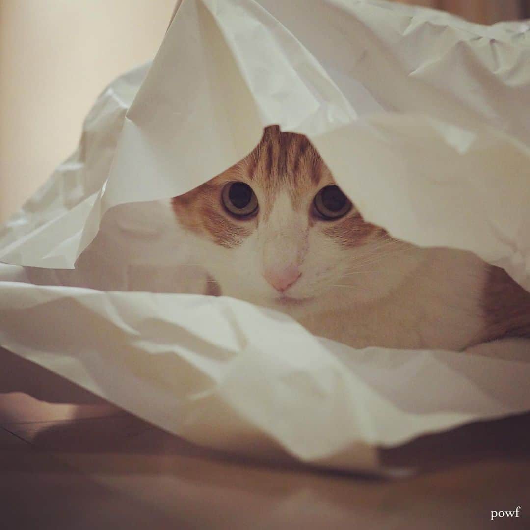 anemone_69のインスタグラム：「. #かくれんぼ . #ハカセとキョウジュ #茶トラ白 #茶白 #cat #猫 #保護猫 . . .」