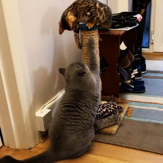 CatStockerのインスタグラム：「Hello! #catstocker is here!  Follow our FURRriend @vinny_n_jasper . . . . . . #cat #neko #mačka #chat #kočka #котка #kotek #kot #кіт #mače #кошка #кот #katze #gato #gatto #kissa #kattunge #猫 #고양이 #貓 #kedi #köttur #kissanpentu #חתול #kedicik #кошеня #gattino #子猫 #catstockervideo」