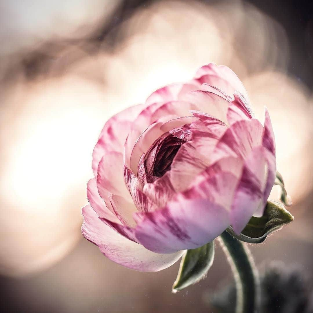 花の写真館さんのインスタグラム写真 - (花の写真館Instagram)「Photo by @hiko_takahashi.⠀ https://instagram.com/hiko_takahashi/⠀ .⠀ Original Post[投稿頂いたURL]⠀ https://www.instagram.com/p/BdZ3KyUAvoQ/⠀ .⠀ 本アカウントは、 #私の花の写真 をつけてInstagramに投稿された皆さまの花の写真や、「花の写真館」Facebookページで投稿された花の写真を紹介します。⠀ 「花の写真館」Facebookページは、「 @floral.photograph 」のプロフィールにあるURLからご覧ください。⠀ .⠀ #花の写真館 #floralphotograph #floralphoto #flower #flowers⠀ Follow: @floral.photograph」1月26日 19時30分 - floral.photograph