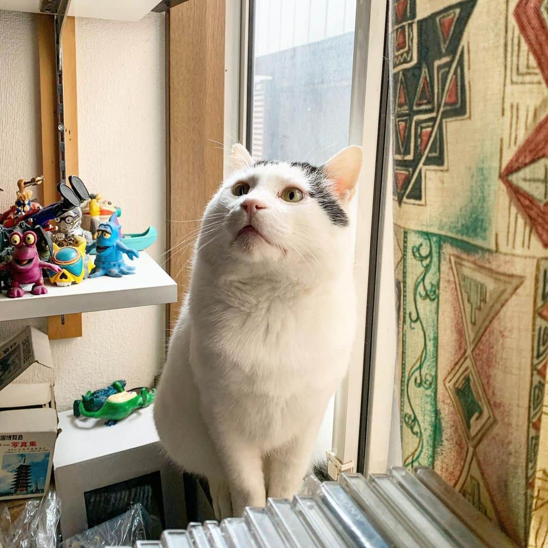Kachimo Yoshimatsuさんのインスタグラム写真 - (Kachimo YoshimatsuInstagram)「あれ？首は？ #うちの猫ら ＃猫 #ねこ #nanakuro #cat #ネコ #catstagram #ネコ部 http://kachimo.exblog.jp」1月26日 19時44分 - kachimo