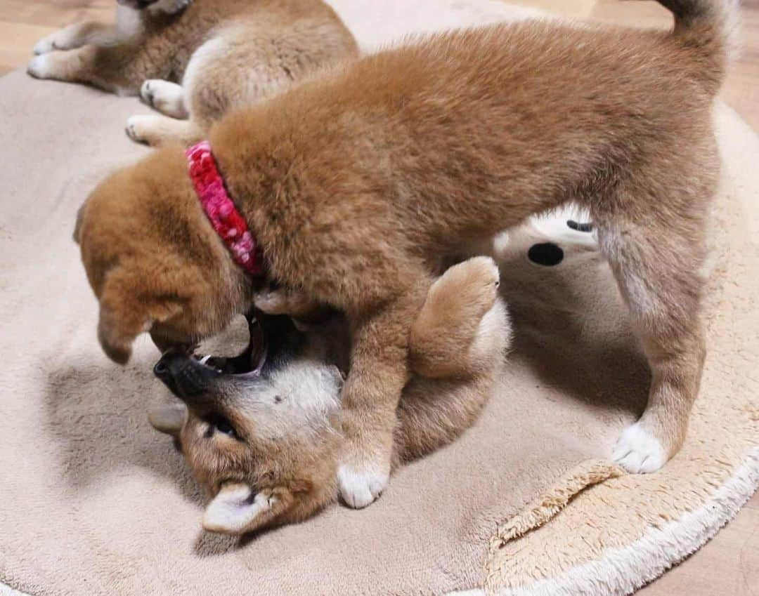 柴犬たま Shibainu Tamaのインスタグラム