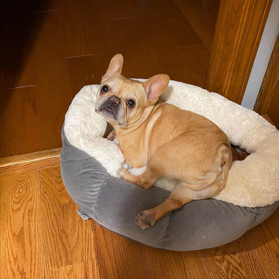 Hamlinのインスタグラム：「Whad’ya mean I can’t park my bed right here?!? It’s a prime location between the kitchen and the hallway. Perfect for not having to move to raid the fridge yet accessible enough to bark randomly down the hall at nothing. .......... #cantarguethat #hesgotapoint」