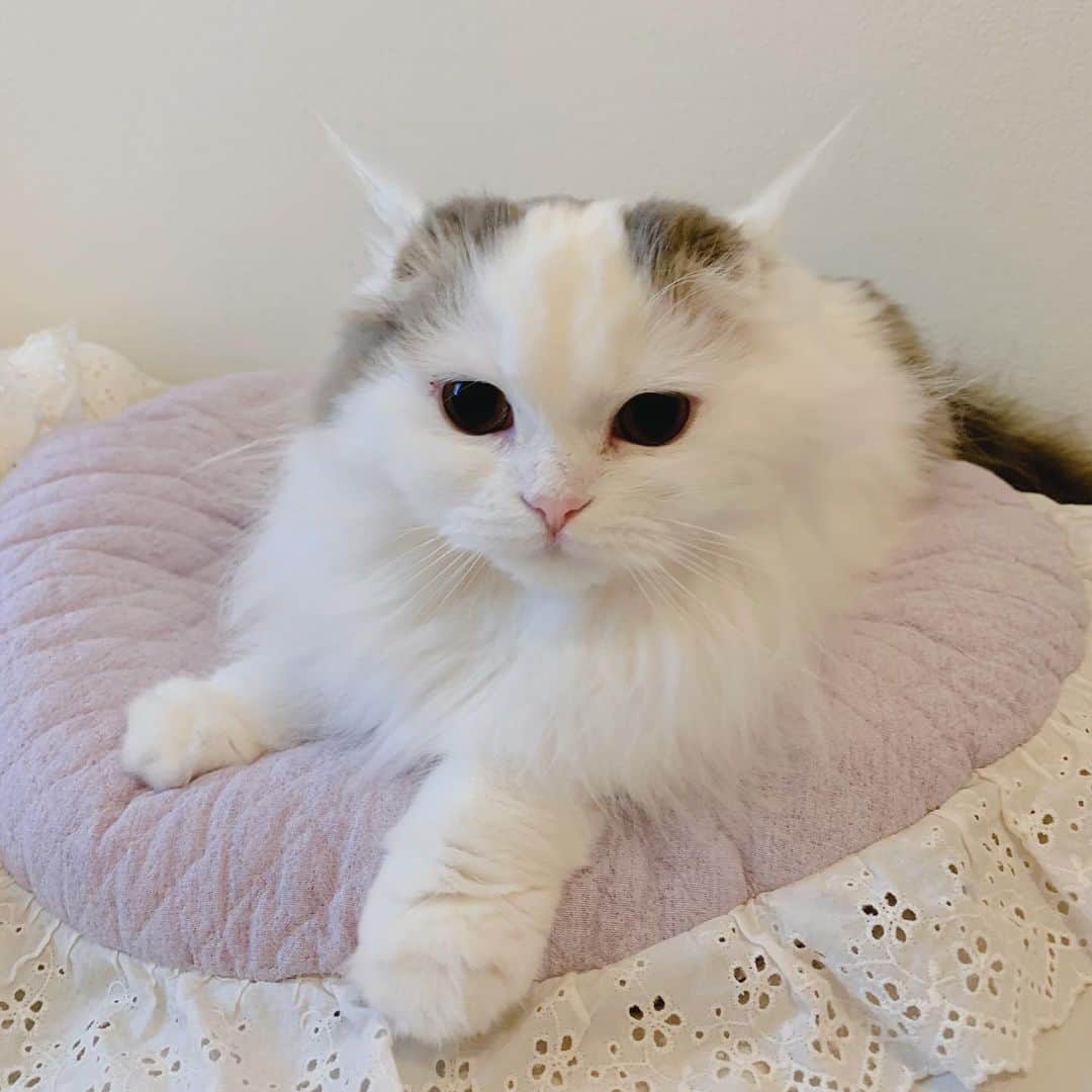 のんたのインスタグラム：「小鬼ぱんちゃん👹今日で生後11ヶ月になりました 体重は2.9kgになり、もうすぐ3kgが見えそう！ ・  #scottishfold #catstagram_japan #catsofinstagram #cats_of_instagram#catoftheday #ilovemycat #bestmeow #catlover #cutecat #kittensofinstagram #cute #スコティッシュフォールド#11monthsold」