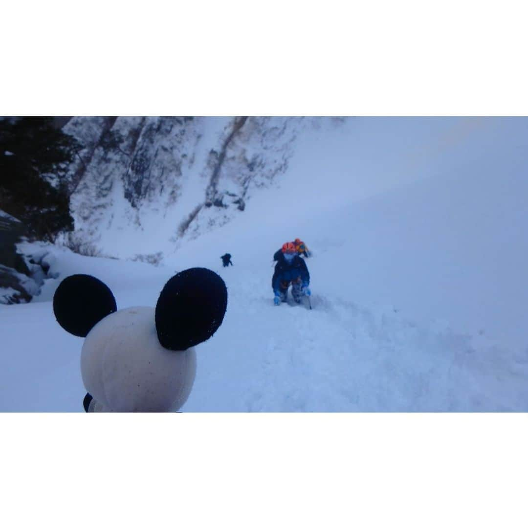 テレ朝newsさんのインスタグラム写真 - (テレ朝newsInstagram)「群馬県･一ノ倉沢にやってきたゴーちゃん。　急な斜面を登っていきます。今年は雪が少ないため、根雪が出来ておらず、フワフワした雪で苦労します。ラッセルと呼ばれますが、雪をかき分けて進みます。体力も使いますし、雪崩が起きないか最大限の注意が必要です。 #冒険ゴーちゃん。#テレビ朝日 #テレ朝 #news #六本木 #japan #テレビ #テレビが好きな人と繋がりたい #写真 #写真好きな人と繋がりたい #photography #nofilter #ゴーちゃん #ごーちゃん #panda #おでかけ #fun #climbing #沢登り #群馬 #谷川岳　#一ノ倉沢　#TrailRunning　#沢ヤさん」1月26日 14時27分 - tv_asahi_news