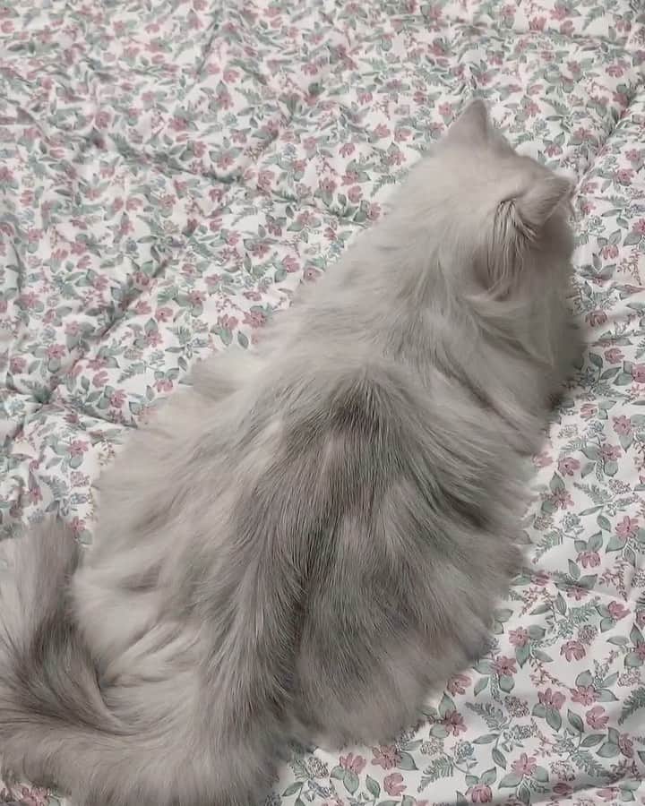 후추네큰언니のインスタグラム：「집 잘 보고 있던 후추 💕 빗질할거냐고 빗 드니까 바로 뛰어 올라 자세 잡아 주시고요?  요즘은 무슨 일인지 털이 잘 안엉켜서 넘 좋네욤 🥰 이제 낼까지 언니랑 딱 붙어있쟈잉 ㅋㅋㅋ . . . . . .  #후추  #고양이  #냥스타그램 #캣스타그램  #Hoochu #Hoochuthecat #cat #cats #catstagram #catsofinstagram #topcatphoto #bestmeow #ilovecat #cute #fluffy #petstagram #instacats」