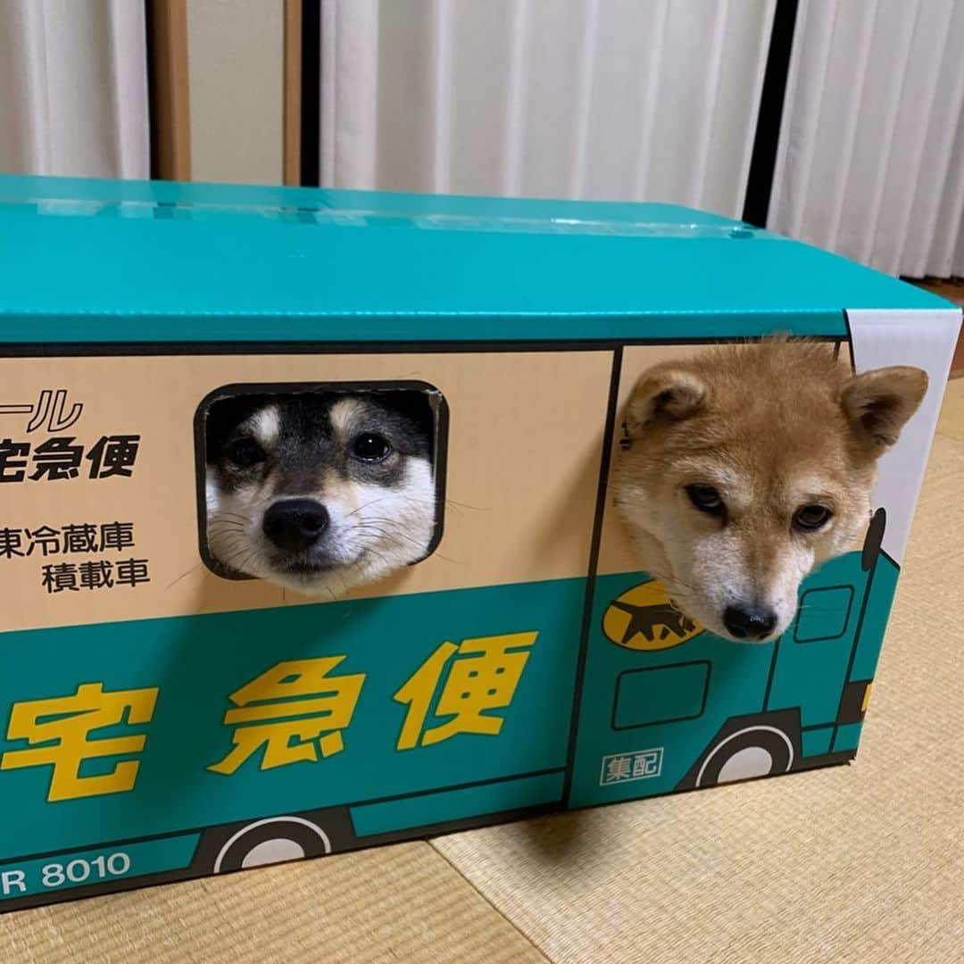 豆柴なつ&ふゆさんのインスタグラム写真 - (豆柴なつ&ふゆInstagram)「Natsu & Fuyu home delivery🚚😆❤️ なつふゆ宅急便🚚😆❤️ #宅急便#クロネコヤマトや #delivery#homedelivery  #柴犬#shiba #shibainu #shibagram #shibamania #shibalovers #豆柴#shibalife #shibasofinstagram #CuteDogs #柴犬マニア #dogsofinstagram #dogoftheday #instadog #instashiba #instapet #いぬら部 #ふわもこ部  #しばいぬ#犬バカ部 #shiba_snap #pecoいぬ部 #🐕📷#かわいい #instagood」1月26日 20時26分 - mameshiba.natsuinu56