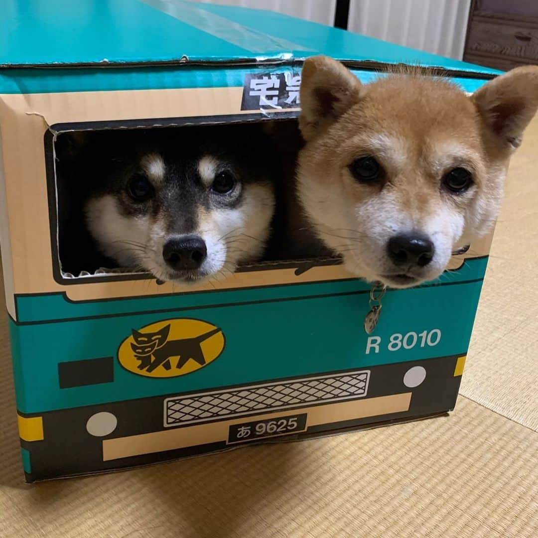 豆柴なつ&ふゆさんのインスタグラム写真 - (豆柴なつ&ふゆInstagram)「Natsu & Fuyu home delivery🚚😆❤️ なつふゆ宅急便🚚😆❤️ #宅急便#クロネコヤマトや #delivery#homedelivery  #柴犬#shiba #shibainu #shibagram #shibamania #shibalovers #豆柴#shibalife #shibasofinstagram #CuteDogs #柴犬マニア #dogsofinstagram #dogoftheday #instadog #instashiba #instapet #いぬら部 #ふわもこ部  #しばいぬ#犬バカ部 #shiba_snap #pecoいぬ部 #🐕📷#かわいい #instagood」1月26日 20時26分 - mameshiba.natsuinu56