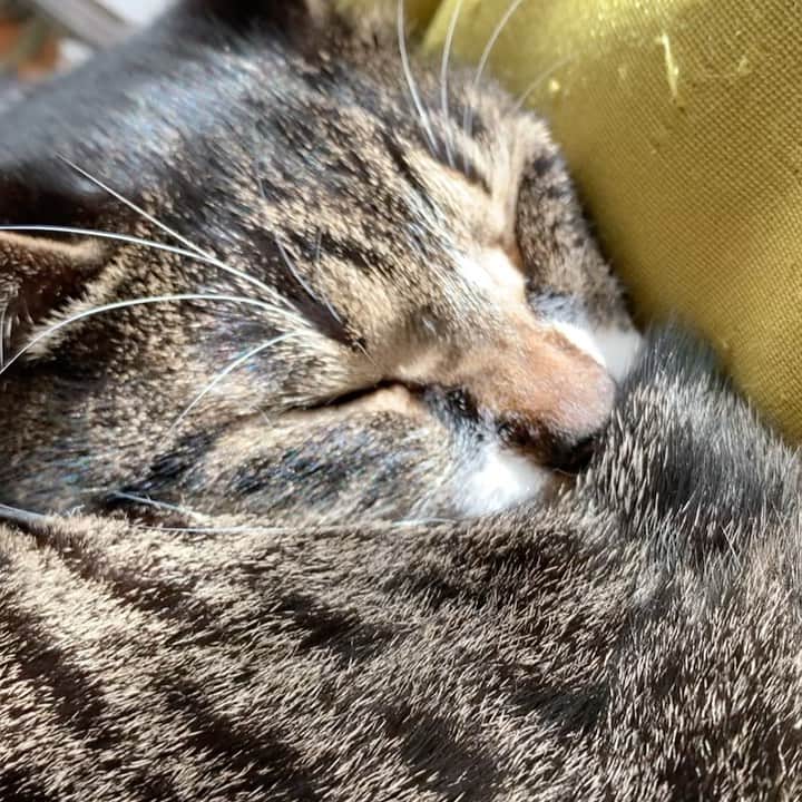 takegaeruのインスタグラム：「ダメクッションを奪いスヤヤカに眠るてんちゃん😴 #猫 #cat #よもねこ #よもぎねこ #キジトラ #きじとら」
