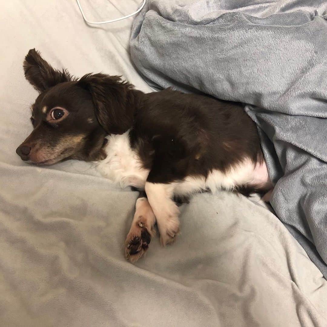 山口祥行のインスタグラム：「ダンベル〜！ #いぬすたぐらむ🐶  #ダンベル」