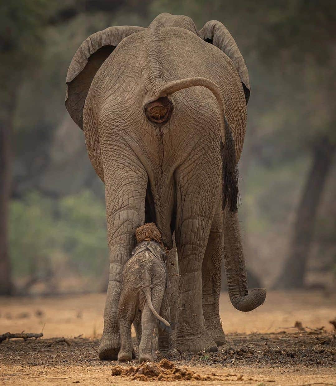 Cute baby animal videos picsさんのインスタグラム写真 - (Cute baby animal videos picsInstagram)「Heads up little fella 🙈 From @jens_cullmann - - - - #zimbabwe #africa #manapoolsnationalpark #manapools #wildlifeplanet #wildlifephotography #elephant #elephants #elephantlove #baby #babyelephants #shit #travel #funny #animallover #animalmemes」1月26日 15時56分 - cutie.animals.page