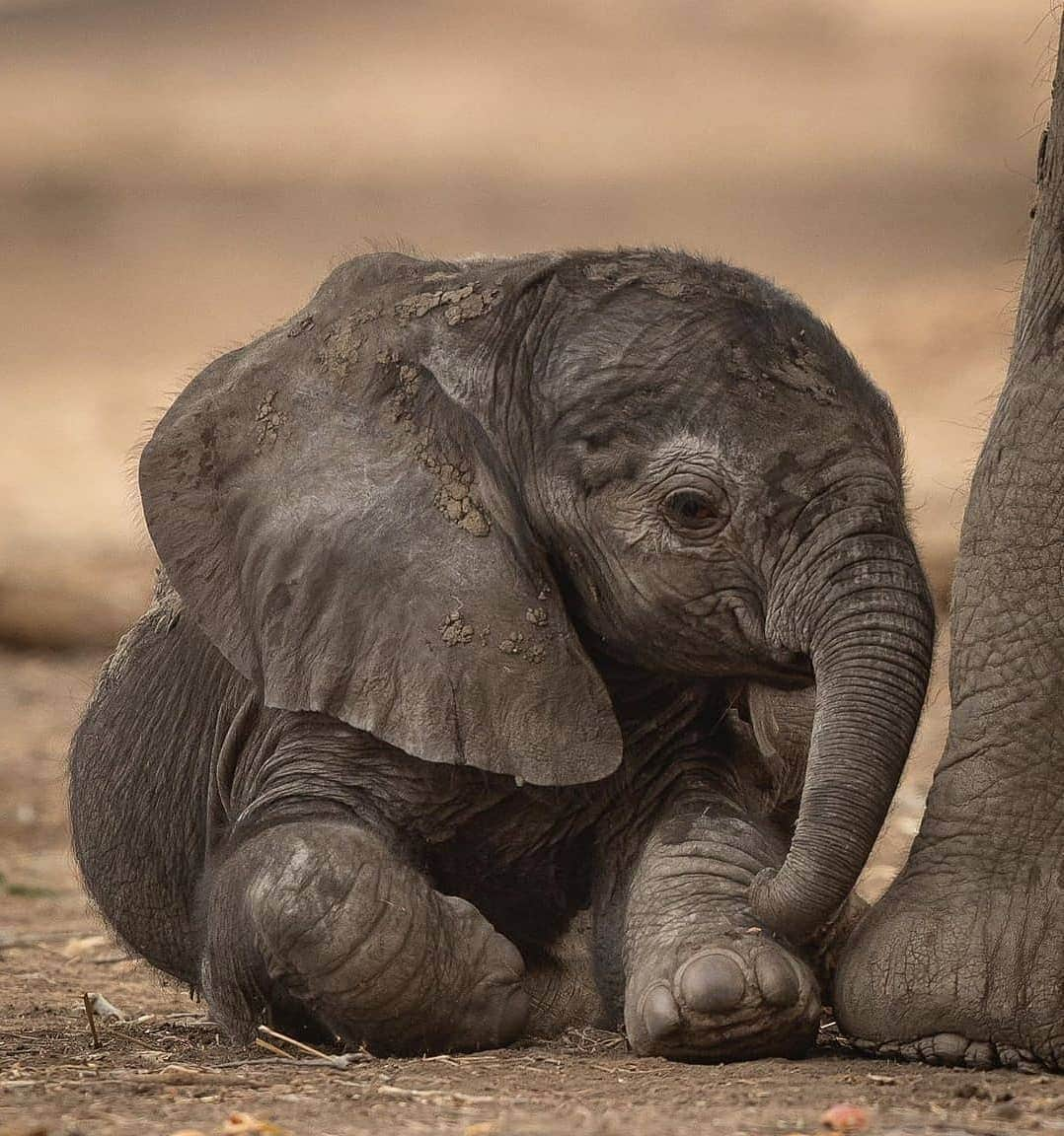 Cute baby animal videos picsさんのインスタグラム写真 - (Cute baby animal videos picsInstagram)「Heads up little fella 🙈 From @jens_cullmann - - - - #zimbabwe #africa #manapoolsnationalpark #manapools #wildlifeplanet #wildlifephotography #elephant #elephants #elephantlove #baby #babyelephants #shit #travel #funny #animallover #animalmemes」1月26日 15時56分 - cutie.animals.page