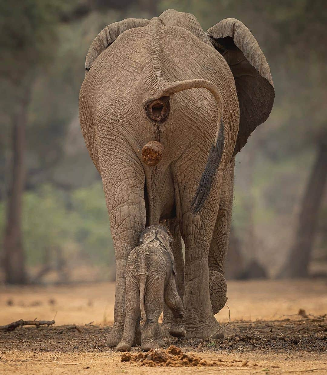 Cute baby animal videos picsさんのインスタグラム写真 - (Cute baby animal videos picsInstagram)「Heads up little fella 🙈 From @jens_cullmann - - - - #zimbabwe #africa #manapoolsnationalpark #manapools #wildlifeplanet #wildlifephotography #elephant #elephants #elephantlove #baby #babyelephants #shit #travel #funny #animallover #animalmemes」1月26日 15時56分 - cutie.animals.page