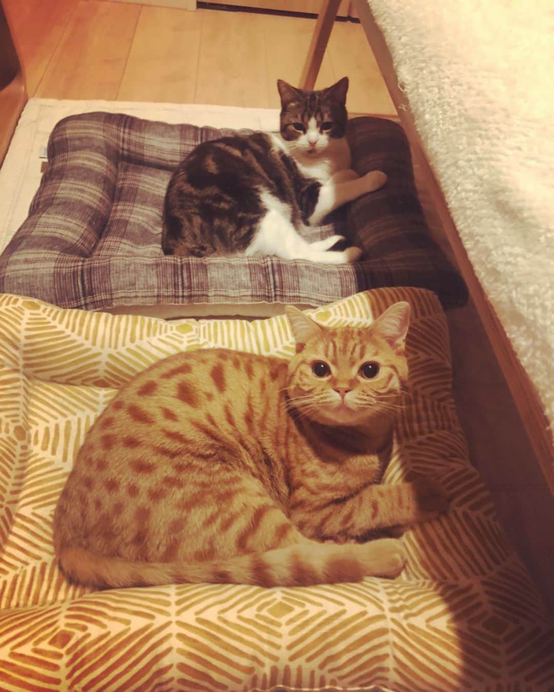 田中杏子さんのインスタグラム写真 - (田中杏子Instagram)「妹夫婦宅の、マンチカン兄妹。 一緒に生まれた猫って、 なんで動きが一緒なのかな💕💕💕 可愛い😍 ＃akotanaka #保護猫」1月26日 17時11分 - akoakotanaka
