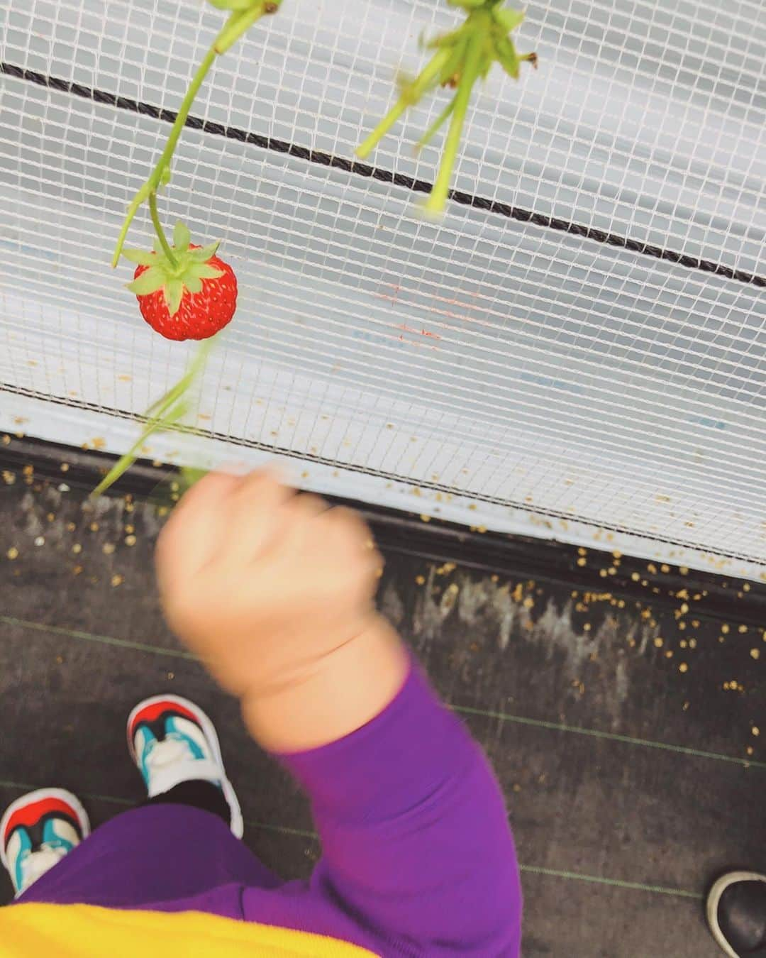 スザンヌさんのインスタグラム写真 - (スザンヌInstagram)「今日は#いちご狩り 🍓🍓🍓　﻿ ﻿ 食べられる量を摘んで　﻿ （お土産用などでも）﻿ はかってもらって、買って帰るというありがたいスタイル❤︎🍓❤︎﻿ ﻿ 姪っ子　@gowasuchiyan もむちむちおててでじょーずに摘んでました💘﻿ ﻿ 帰りは　@kichijien カフェ☕️で﻿ ソフトクリーム🍦食べて帰ったよ❤︎ ﻿ 濃厚で美味しかったなぁ🤤﻿ ﻿ 幸せ日曜日⛅️」1月26日 17時16分 - suzanneeee1028