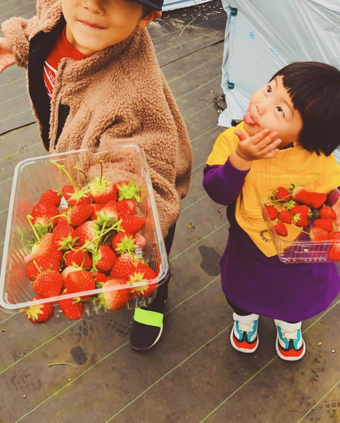 スザンヌさんのインスタグラム写真 - (スザンヌInstagram)「今日は#いちご狩り 🍓🍓🍓　﻿ ﻿ 食べられる量を摘んで　﻿ （お土産用などでも）﻿ はかってもらって、買って帰るというありがたいスタイル❤︎🍓❤︎﻿ ﻿ 姪っ子　@gowasuchiyan もむちむちおててでじょーずに摘んでました💘﻿ ﻿ 帰りは　@kichijien カフェ☕️で﻿ ソフトクリーム🍦食べて帰ったよ❤︎ ﻿ 濃厚で美味しかったなぁ🤤﻿ ﻿ 幸せ日曜日⛅️」1月26日 17時16分 - suzanneeee1028