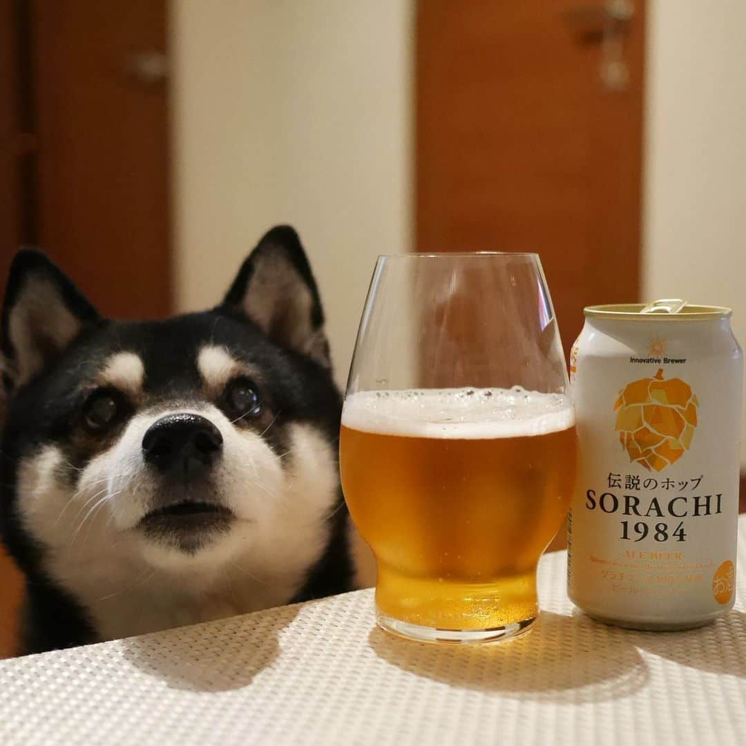 くろさんのインスタグラム写真 - (くろInstagram)「お疲れちゃん🍺 #目線の先にはおやつ #SORACHI1984 #オリジナルグラス #ミッションアンバサダー #SORACHI1984ミッションアンバサダー #ソラチエース #伝説のホップ #InnovativeBrewer #サッポロビール #sapporobeer #lovebeer #⭐️SAPPORO #お疲れちゃんビール #晩酌犬 #カメラ目線犬 #黒柴 #柴犬 #わんこと一緒 #わんこのいる生活 #わんこのいる暮らし #柴犬と一緒 #柴犬のいる生活 #柴犬のいる暮らし #ふわもこ部 #ふわもこ部ワンコ #ふわもこ部わんこ #わんだフォ #わんだふるJapan」1月26日 17時49分 - m6bmw