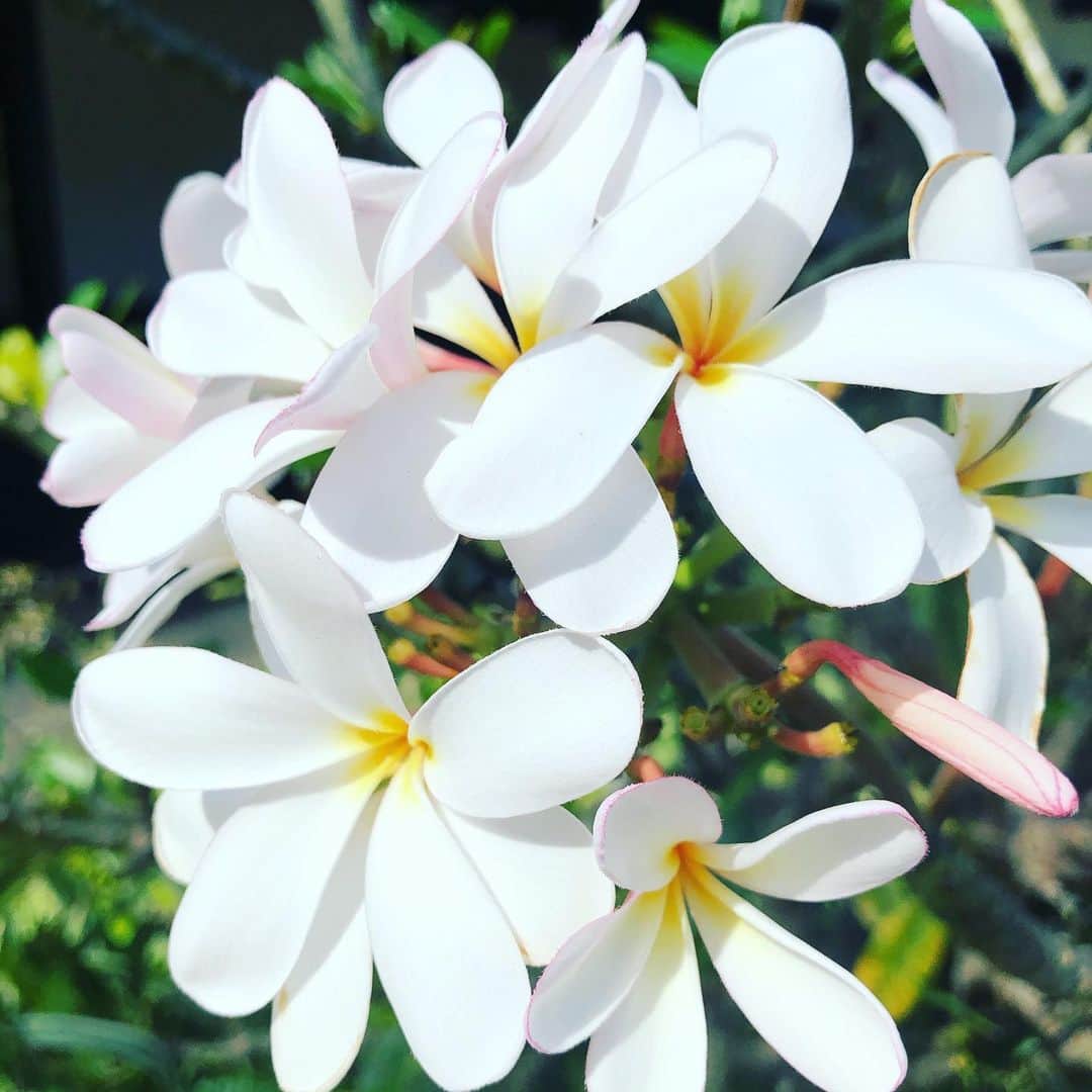 小川薫さんのインスタグラム写真 - (小川薫Instagram)「３泊のショートトリップだったけど サンディビーチまでドライブできたし 大満喫のハワイでした🏄‍♂️ mahalo🌺  #hawaii #ハワイ  #salondeclover  #サロンドクローバー #小川薫 #おもてなし #おもてなし料理教室 #料理教室 #料理研究家 #テーブルコーディネート #テーブルコーディネーター  #大阪料理教室 #cookingclass  #tablesetting  #堀江 #堀江公園 #tablecoordinate #パーティーフード #おもてなし料理  #和食レッスン　#和食　#和のテーブルコーディネート　#冬の和食レッスン」1月26日 20時57分 - salondeclover