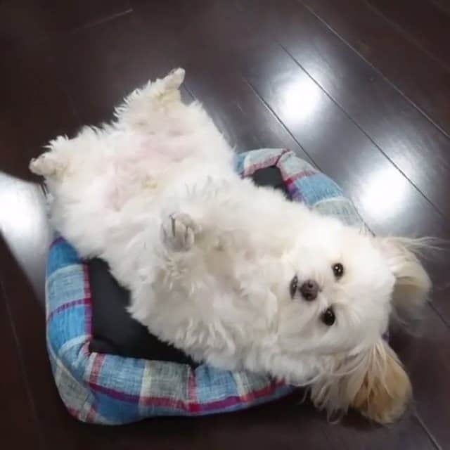 PECO いぬ部のインスタグラム