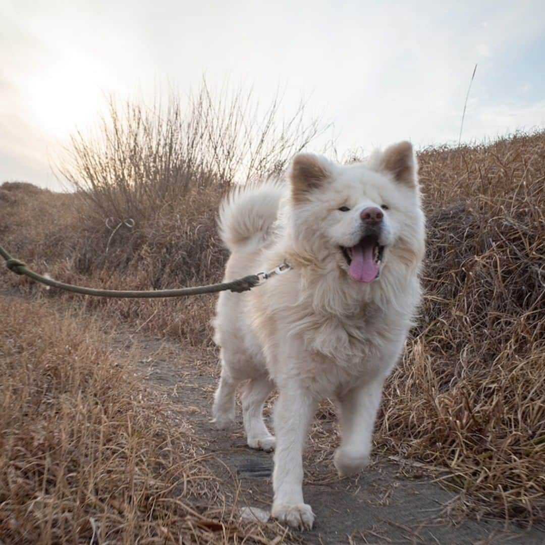 わさおのインスタグラム：「日が伸びて 春まだ遠き 散歩道  #busakawa #longhair #longcoat #akitainu #dog #wasao #ぶさかわ #長毛 #秋田犬 #わさお」