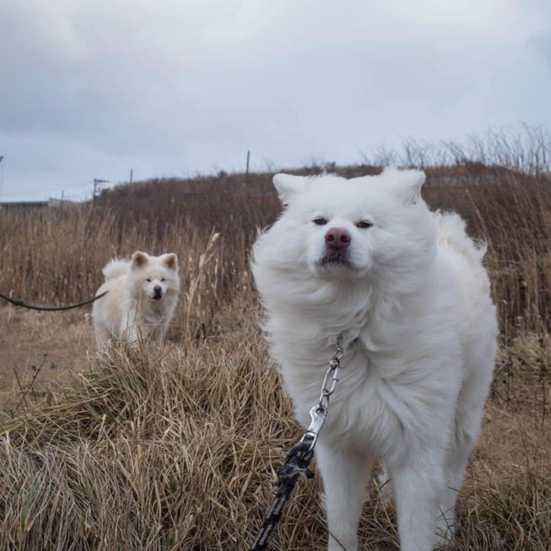 わさおさんのインスタグラム写真 - (わさおInstagram)「with @chome_style  ちょめ散歩 ちょめわさ散歩 わさ散歩  #busakawa #longhair #longcoat #akitainu #dog #wasao #ぶさかわ #長毛 #秋田犬 #わさお #chome #ちょめ」1月26日 21時14分 - wasao_official