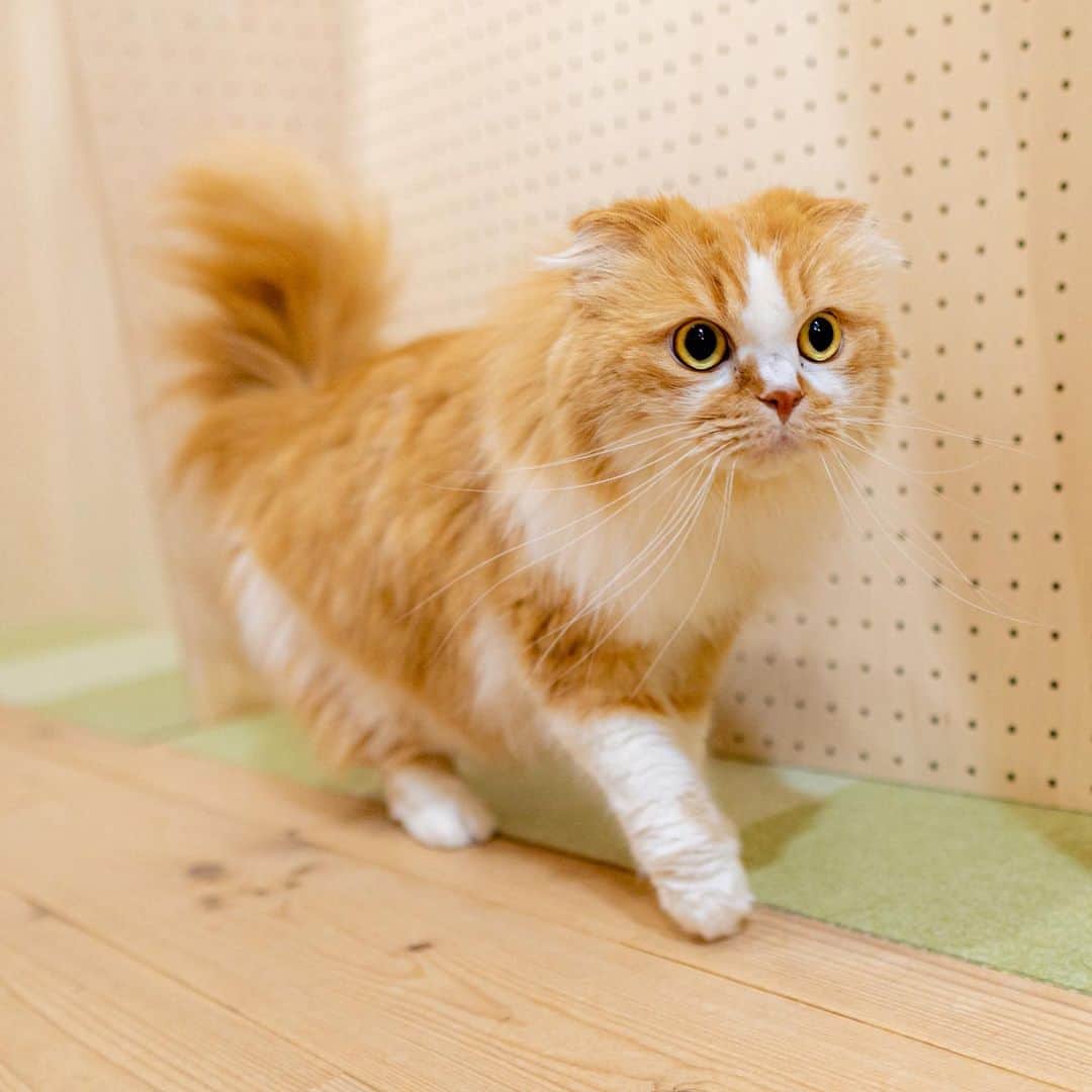 マアルのインスタグラム：「虎太郎さん #🐈 #北海道 #旭川 #ペットホテル」