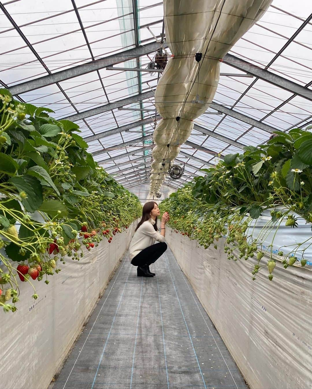 佐藤晴美さんのインスタグラム写真 - (佐藤晴美Instagram)「かえでちゃんと秩父へ🤗 プチ旅行♪ 前にもふらっと 行ったことがありましたが、 やはり秩父好きだなぁ。 まずは秩父の和銅農園さんで、 いちご狩り🍓 でっかーー！！！！ 沢山の素敵な出会いがありました^ ^ @ldh_tv_official」1月26日 21時48分 - sato_harumi__official