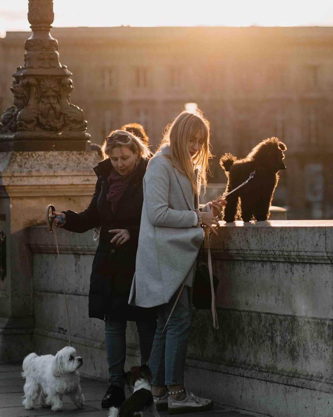 Putri Anindyaのインスタグラム：「Quadruped Parisian // these four legs cuties caught my eyes as I walked around the street of Paris. The locals love so much pets and they always bring their dogs out especially in the weekend. ⁣ ⁣ I got inspired by Elliot Erwitt photos of dogs. So these are the series of dogs and their dog owners in Paris.」