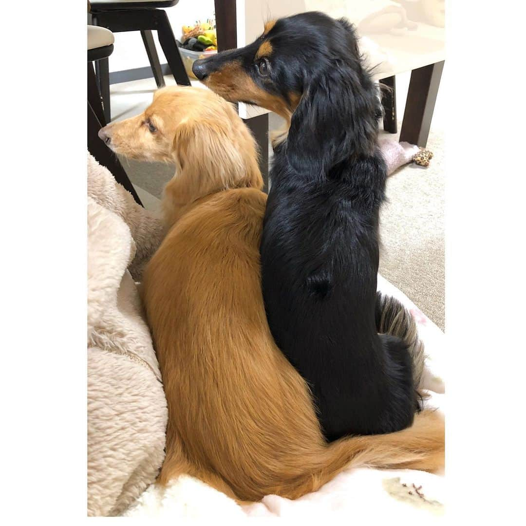 Sora Momoさんのインスタグラム写真 - (Sora MomoInstagram)「膝の上に無理矢理乗るそらともも🐶🐾🐶 ☺︎ 毎晩私が夕食を食べ終わるのを待ってて必ず抱っこしてって来るもも ☺︎ 椅子に座ったままももを抱っこすると絶対僕もって来るそら ☺︎ 椅子に座って2人抱っこするのは危ないから 仕方なく床に座って2人を膝の上に乗せることに😥 ☺︎ おとうさんが横からどっちかおいでって言うけど 2人とも反対向いて聞こえないふりする😅💦 ☺︎ #膝の上#ぎゅーぎゅー#どちらも譲らない#暖かくて幸せ #おとうさんが呼んでも全然見ない #反対向いて#聞こえないふり#時々ペロペロ#仲良し#そらともも#iPhone撮影 #ダックス#ミニチュアダックス#ダックス多頭飼い  #dachshund #miniaturedachshund」1月26日 22時03分 - teratera_sorapu_