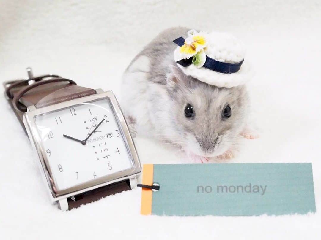 manoのインスタグラム：「2020.01.26 素敵な時計と素敵な帽子と一緒に🐹 . 時計： @nomonday_jp 帽子： @asahi.fl . 10%オフコード：gift0122 . #nomonday#ノーマンデー#腕時計#時計#手元倶楽部 #パドル #PADDLE #ハムスター #hamster」