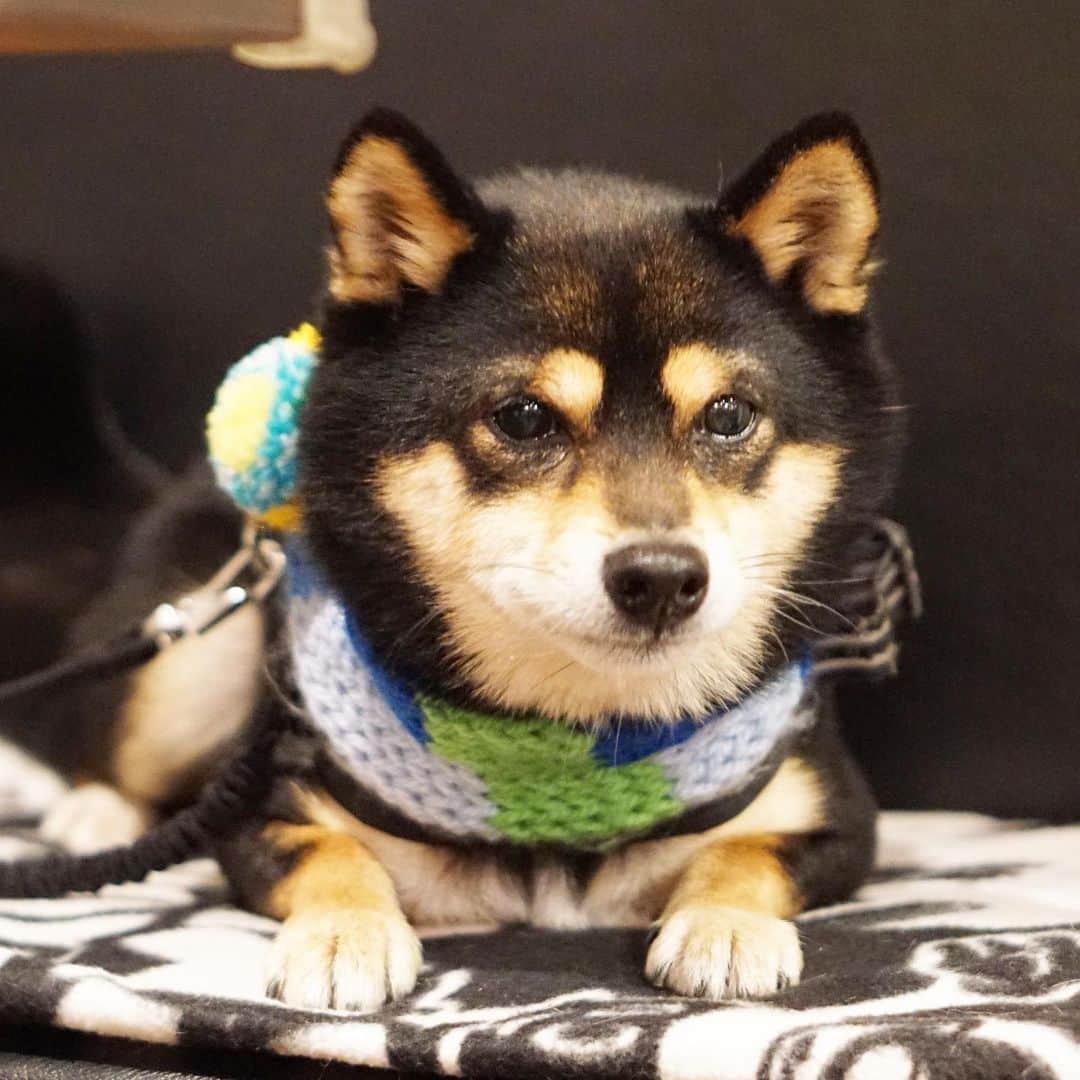 黒豆柴こむぎのグルメインスタ