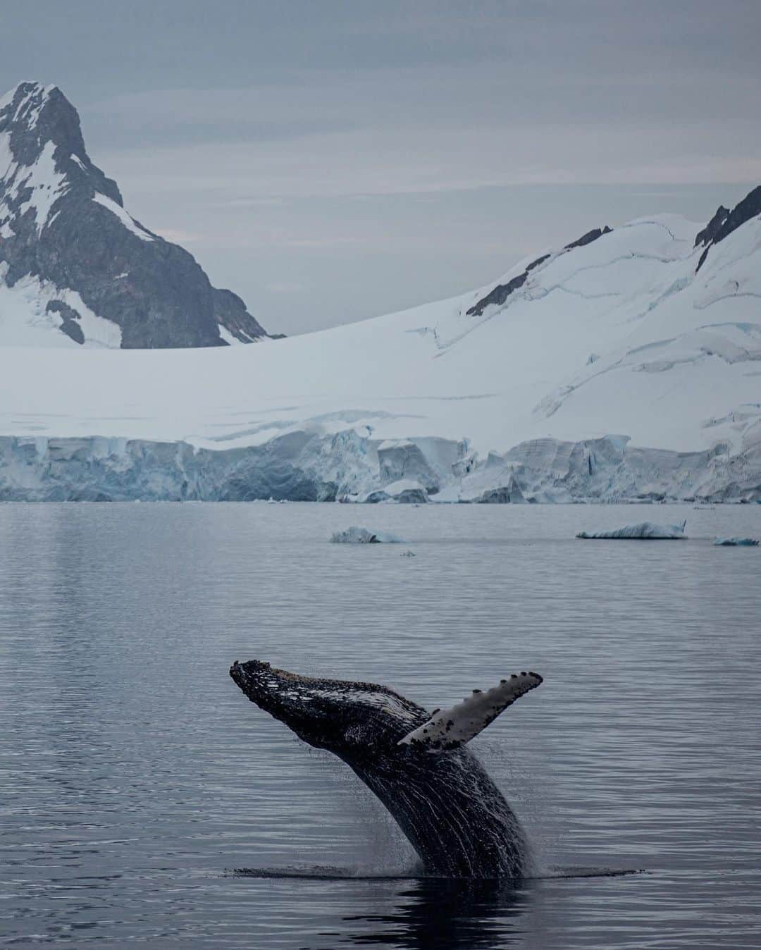 マーティン・ギャリックスさんのインスタグラム写真 - (マーティン・ギャリックスInstagram)「Antarctica pt 1 by @louisvanbaar」1月26日 23時08分 - martingarrix