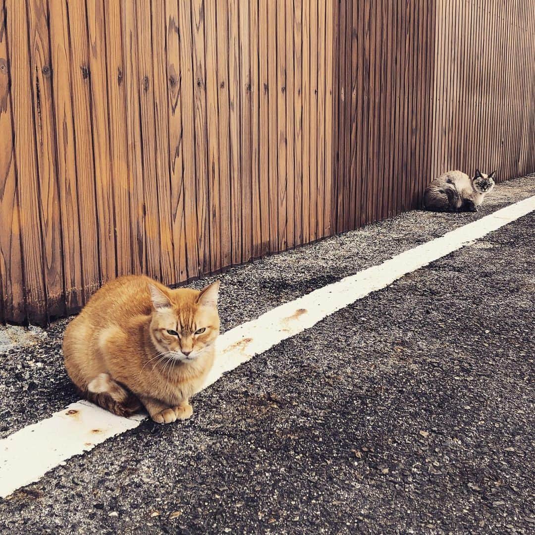 石川由香里さんのインスタグラム写真 - (石川由香里Instagram)「. ちょっとー！ 日向ぼっこ じゃましないでよねー。 . って、 そんな表情(*´艸｀*) . #ねこすたぐらむ #にゃんこ #猫のいる暮らし #にゃんすたぐらむ」1月26日 23時35分 - yukari_ishikawa