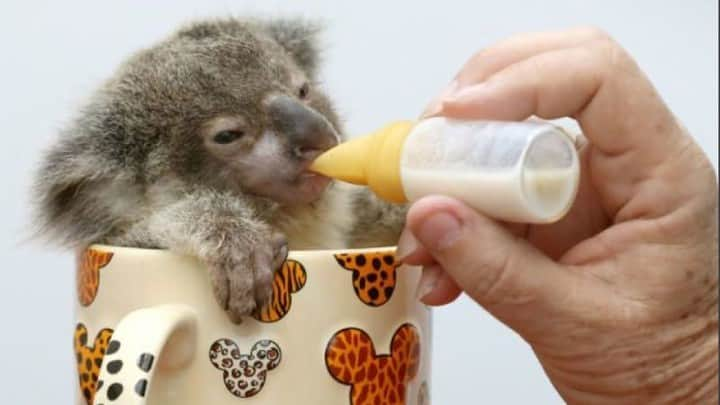 Baby Animalsさんのインスタグラム写真 - (Baby AnimalsInstagram)「This is Raymond. He's a 3 month old rescue koala, and he is the most adorable thing you'll see today.」1月26日 23時58分 - thebabyanimals