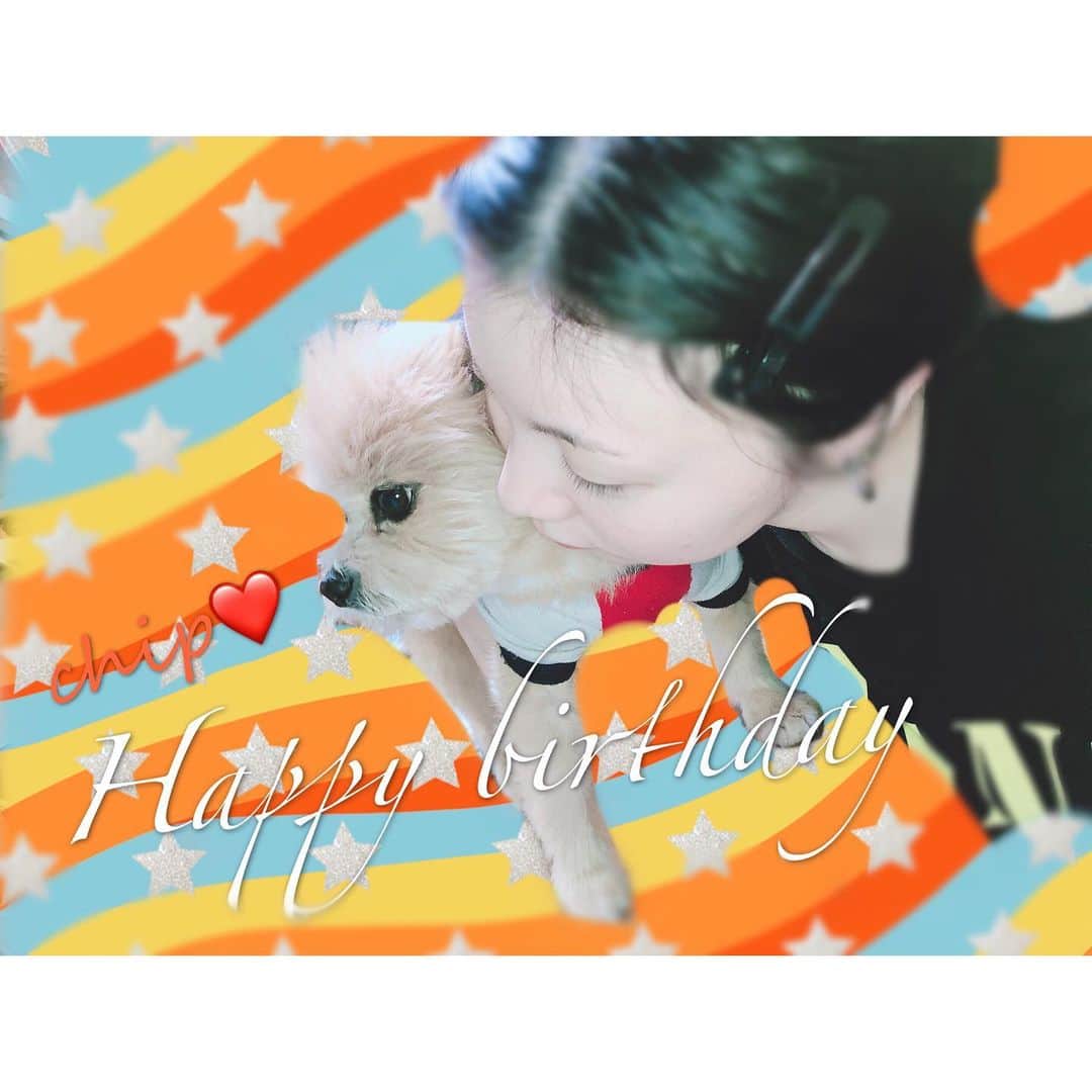 野崎夏帆のインスタグラム：「1.26 Happy birthday♥Chip !!!﻿ ﻿ --- 9th ---﻿ ﻿ また歳をひとつ重ねました。﻿ 家族になってくれてありがとう。﻿ ﻿ ﻿ #いつもそっぽしかむかない﻿ #ほぼ毎日一緒に写真撮ってるのにまともなのない﻿ #myfamily﻿ #Birthday」