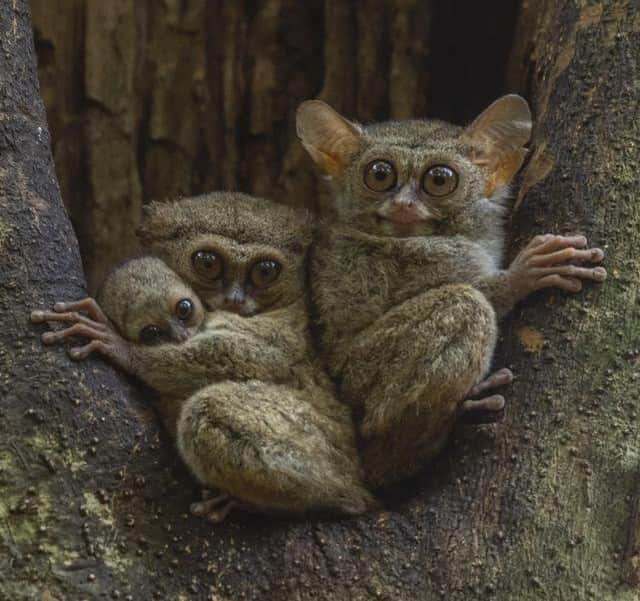 Discoveryさんのインスタグラム写真 - (DiscoveryInstagram)「“Weighing in at up to 130 grams, the spectral tarsier (Tarsius tarsier) is endemic to the island of Indonesia. Tarsiers are the only fully carnivorous primate. They mostly feed on insects, but have also been known to eat lizards and snakes. Their eyes do not move in the eye sockets, and they can rotate their heads 180 degrees, like an owl. In Borneo, the local name is kera hantu, which translates to ghost monkey. People believe that it is a combination of animals - legs of a frog, tail of a rat, and head of an owl.” 📸 by Charles Ryan (@charles808) . . . . #adventure #travel #nature #photography #photooftheday #naturephotography #instagood #wildlifeIG #explore #naturelovers #SundayFunday #sunday #Sulawesi #tarsier #ghostmonkey」1月27日 1時00分 - discovery