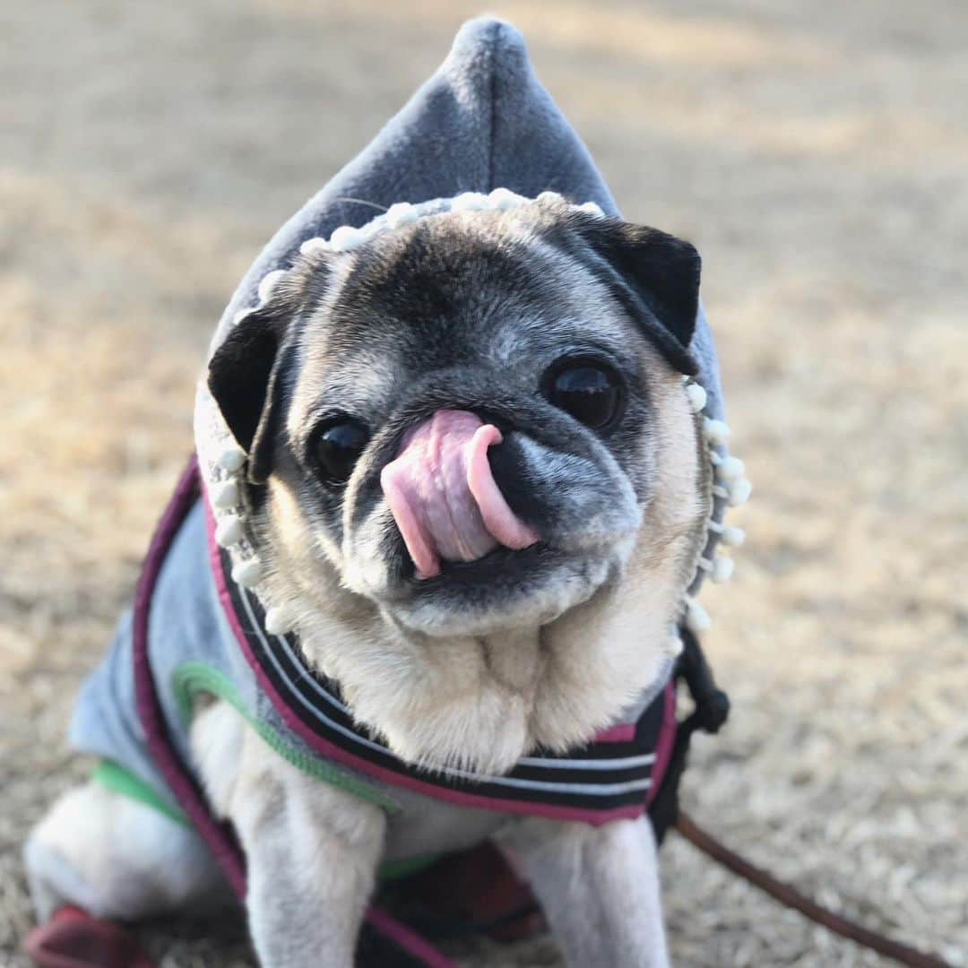 八兵衛さんのインスタグラム写真 - (八兵衛Instagram)「Hachibei🐶👅 * * いつぞやの べえさん@ 鶴間公園 * * 舌長い選手権に エントリーするyo👅(嘘w) * * #鼻ガサガサしない #潤ってる #美容男子👴🏻 #ほぼ黒パグ #おじいちゃん犬 #pug #puggy #puglife #puglove #petstagram #pugstagram #pugsofinstagram #pugs #dog #ふわもこ部  @igersjp #IGersJP #east_dog_japan #pecoイヌ部 #八兵衛 #はちべえ #朝ワンコ夕ニャンコ」1月27日 1時52分 - huxxi